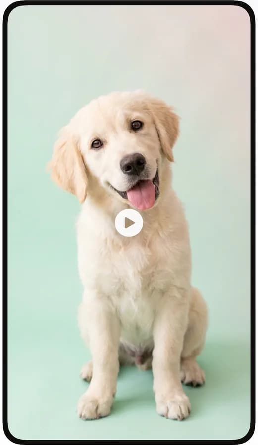 PawClip turning a photo of a golden retriever puppy into an animated clip